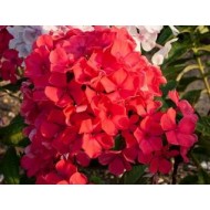 Флокс Phlox Маргарита